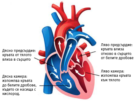 Heart Chambers